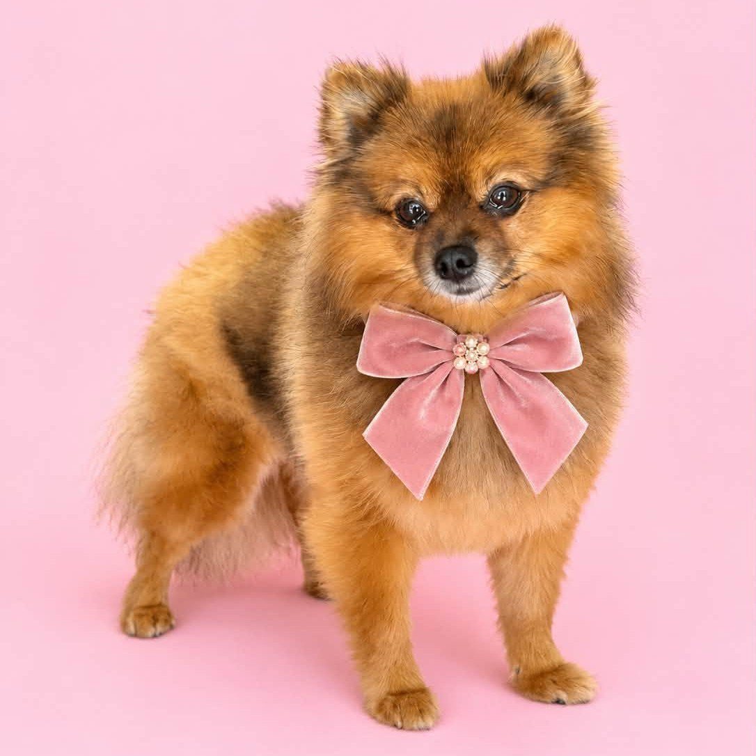 Keeshond