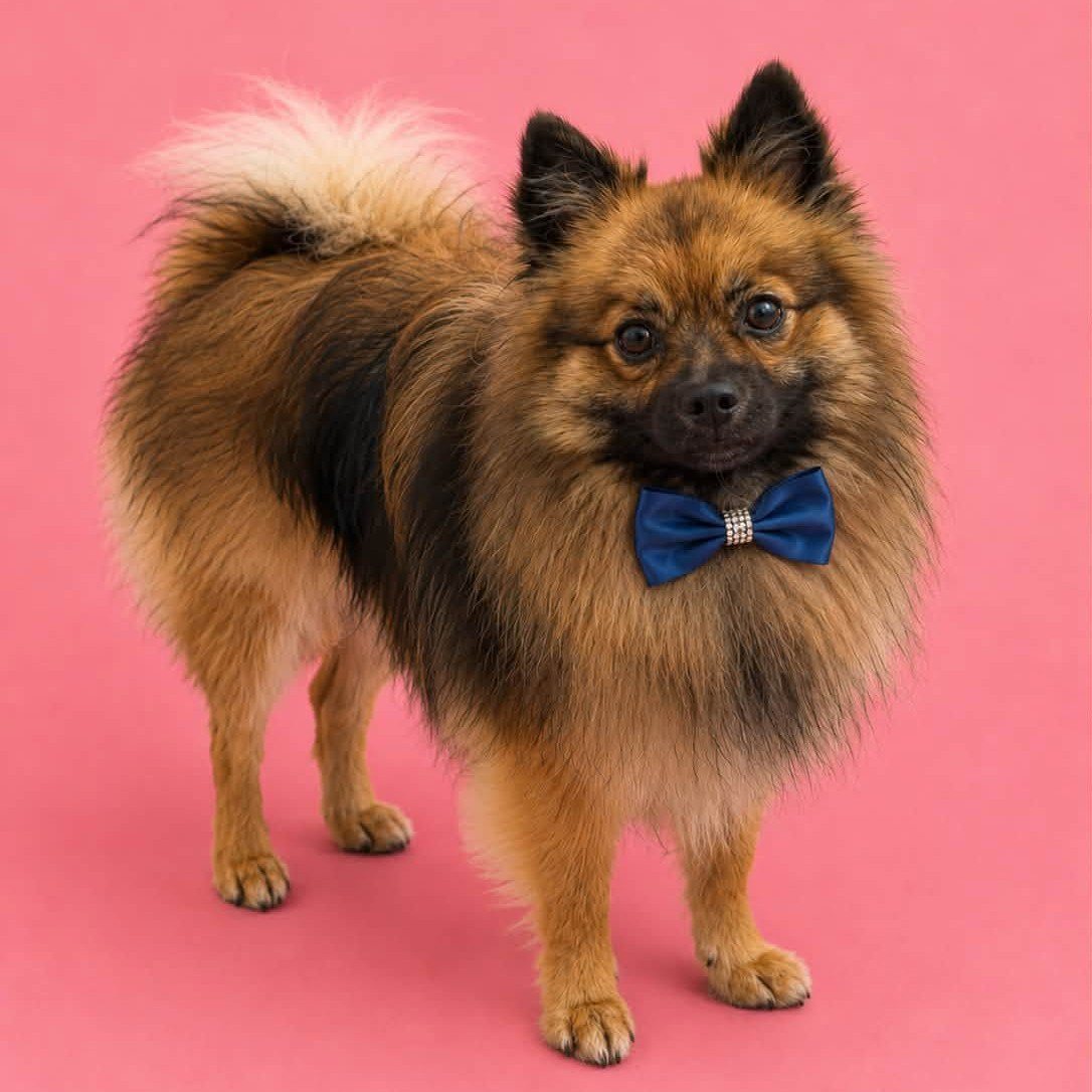 Keeshond